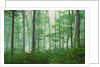Maple Forest and Fog by Anonymous