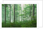 Maple Forest and Fog by Anonymous