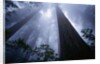 Redwoods and Fog by Anonymous