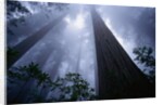 Redwoods and Fog by Anonymous