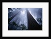 Redwoods and Fog by Anonymous