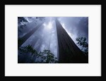 Redwoods and Fog by Anonymous
