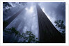 Redwoods and Fog by Anonymous