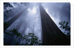 Redwoods and Fog by Anonymous