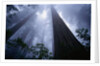 Redwoods and Fog by Anonymous