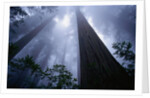 Redwoods and Fog by Anonymous