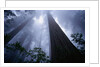 Redwoods and Fog by Anonymous