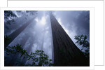 Redwoods and Fog by Anonymous