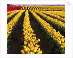 Rows of Yellow Tulips by Anonymous