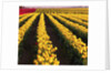 Rows of Yellow Tulips by Anonymous