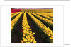 Rows of Yellow Tulips by Anonymous