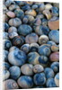 Shells by Anonymous