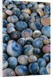 Shells by Anonymous