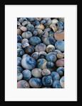 Shells by Anonymous