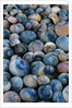 Shells by Anonymous