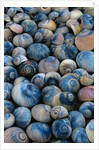 Shells by Anonymous
