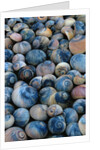 Shells by Anonymous