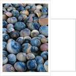 Shells by Anonymous
