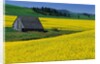 Barn in Rape Seed Field by Anonymous