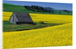 Barn in Rape Seed Field by Anonymous