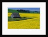 Barn in Rape Seed Field by Anonymous