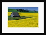 Barn in Rape Seed Field by Anonymous