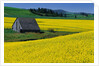 Barn in Rape Seed Field by Anonymous