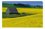 Barn in Rape Seed Field by Anonymous