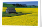 Barn in Rape Seed Field by Anonymous