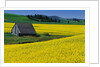 Barn in Rape Seed Field by Anonymous