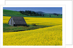 Barn in Rape Seed Field by Anonymous