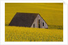 Decaying Barn and Canola Field by Anonymous