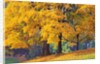 Autumn Foliage at Hoyt Arboretum by Anonymous