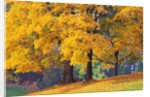 Autumn Foliage at Hoyt Arboretum by Anonymous