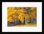 Autumn Foliage at Hoyt Arboretum by Anonymous