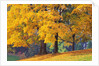 Autumn Foliage at Hoyt Arboretum by Anonymous