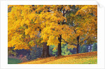 Autumn Foliage at Hoyt Arboretum by Anonymous