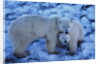 Polar Bear with Cub by Anonymous