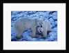 Polar Bear with Cub by Anonymous