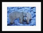 Polar Bear with Cub by Anonymous
