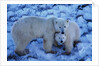 Polar Bear with Cub by Anonymous