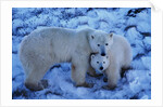 Polar Bear with Cub by Anonymous