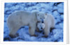 Polar Bear with Cub by Anonymous
