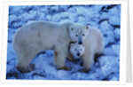 Polar Bear with Cub by Anonymous