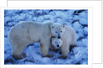 Polar Bear with Cub by Anonymous