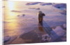 Polar Bear on Ice at Sunrise by Anonymous