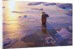 Polar Bear on Ice at Sunrise by Anonymous