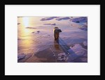 Polar Bear on Ice at Sunrise by Anonymous