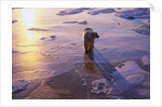 Polar Bear on Ice at Sunrise by Anonymous
