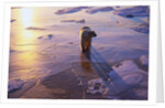 Polar Bear on Ice at Sunrise by Anonymous